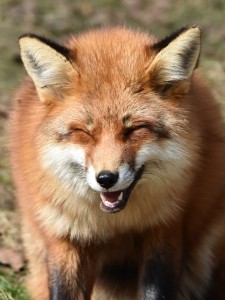Red fox (Vulpes vulpes) looks like it is laughing